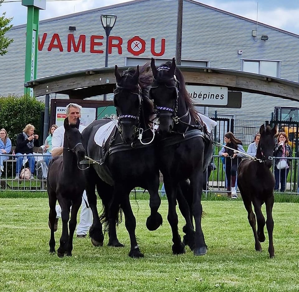 Equiferia_2023_jumentsetpouliches.jpeg