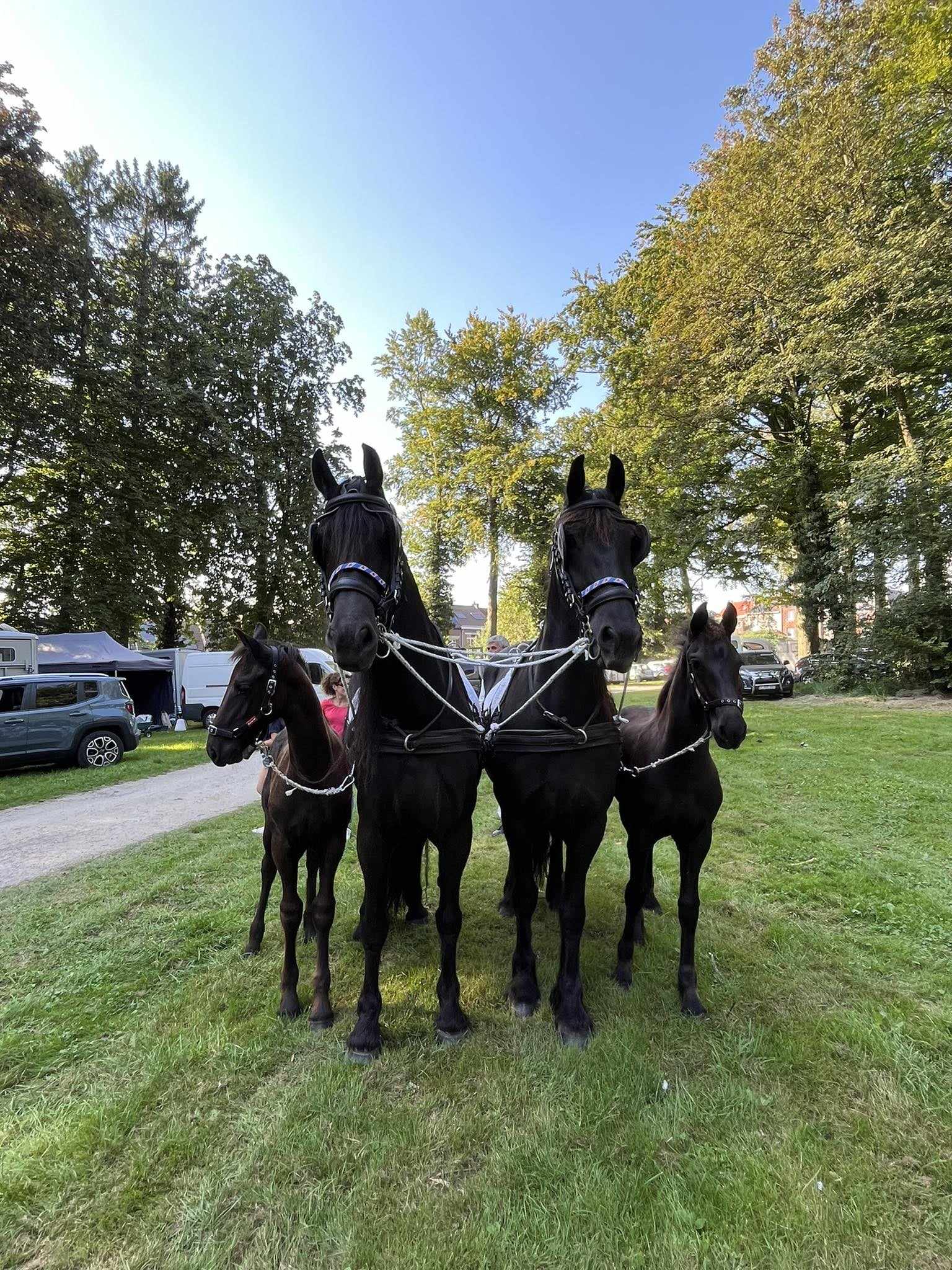 journeedecheval_9sept_presdeve.jpeg